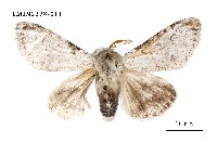 藏品(織結麗毒蛾)的圖片